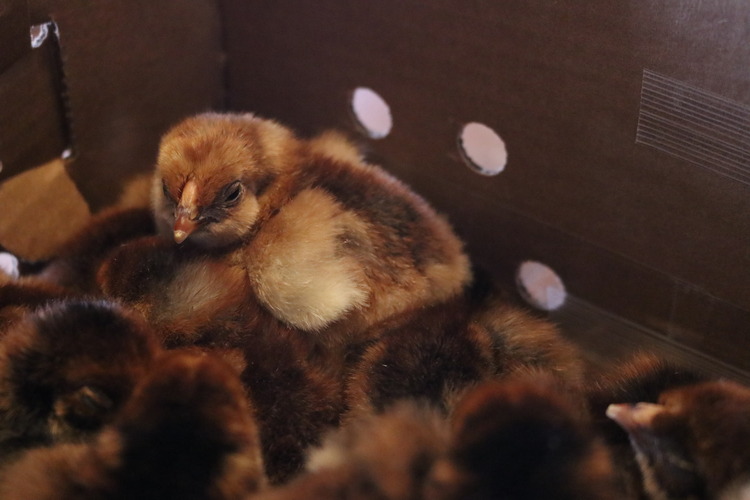 Stress in MailOrder Chicks Countryside